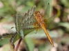 J18_1283 Sympetrum flaveolum male